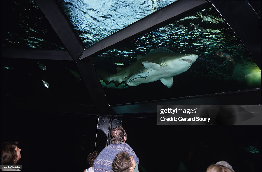 Grey nurse shark (Carcharias taurus) swimming, boulogne sur mer, france