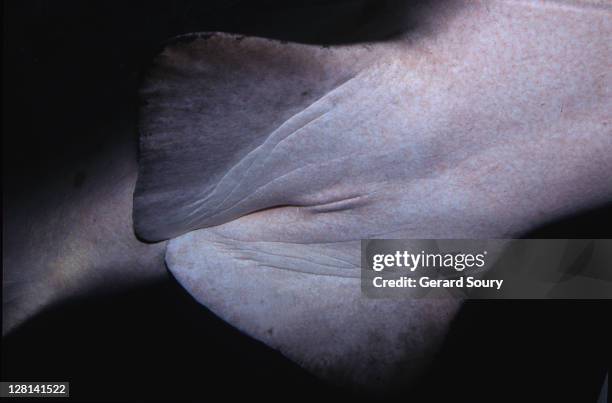 grey nurse shark (carcharias taurus) female, nsw, australia - requin tigre des sables photos et images de collection