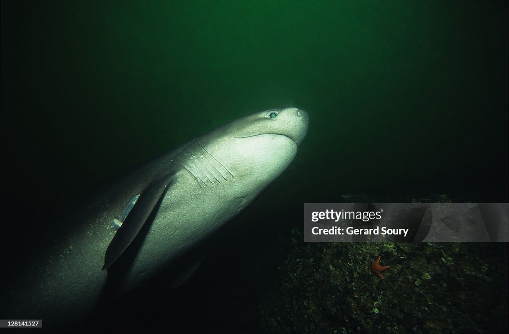 Sixgill shark,hexanchus griseus, swimming, vancouver is, bc, canada