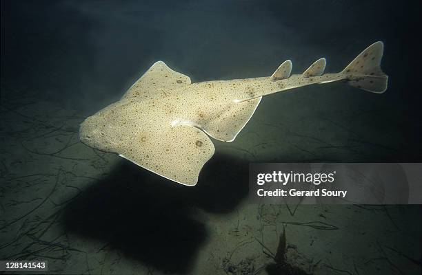 Pacific Angel Shark Squatina Californica Swimming Channel Isles Usa High-Res Stock Photo