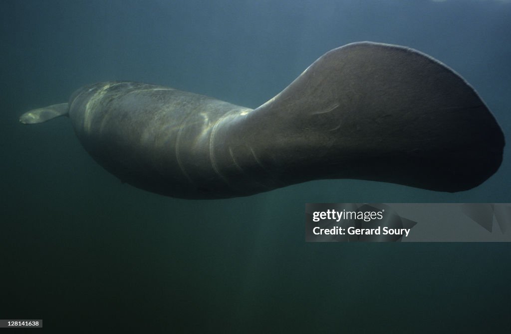 Manatee, trichechus manatus, swimming, crystal river, florida