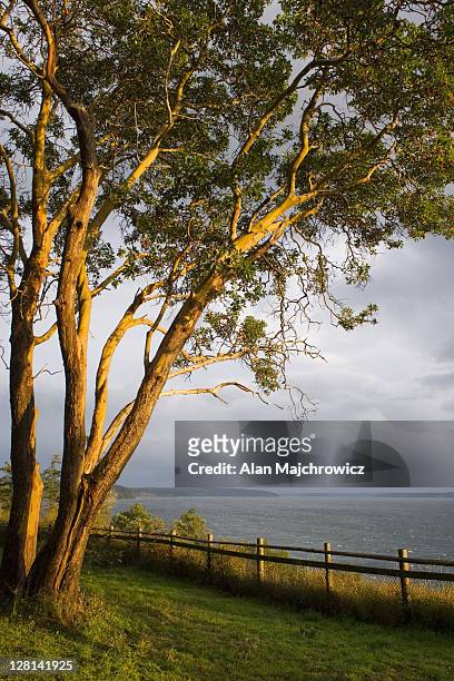 large pacific madrone, arbutus menziesii, glowing in the light of a clearing november storm. camano island state park, washington. usa - pacific madrone stockfoto's en -beelden