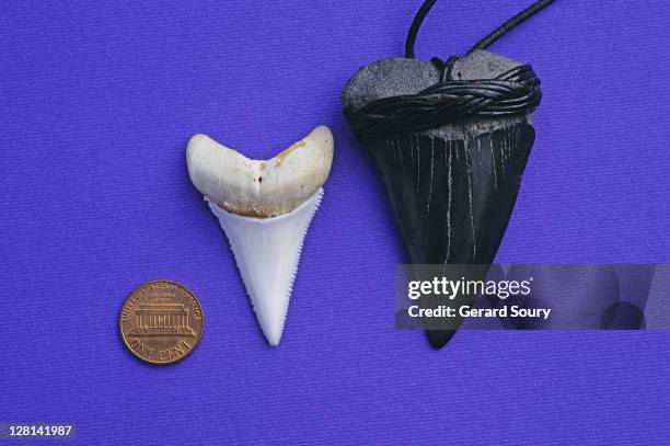 shark teeth, great white shark's tooth and fossile tooth pendant, south africa - silver shark stock pictures, royalty-free photos & images