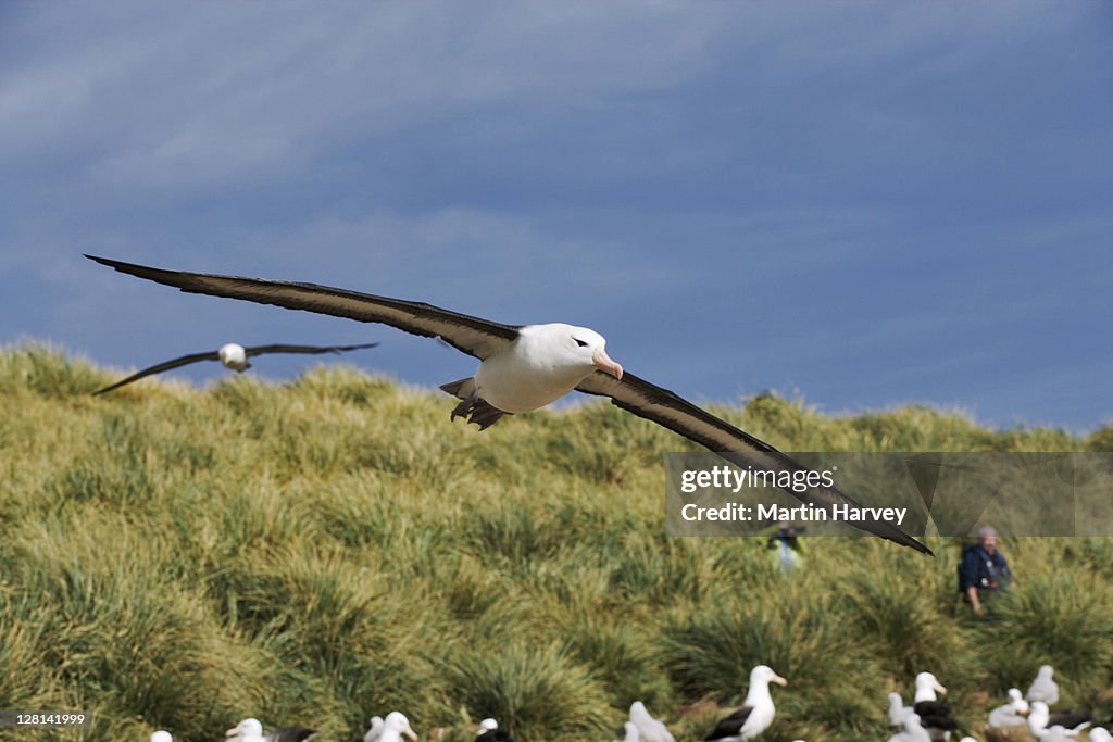 Black-Browed Albatross, Diomedea melanophris, in flight over colony. Tourists is background. Steeple Jason Island, Falklands. Dist. Circumpolar