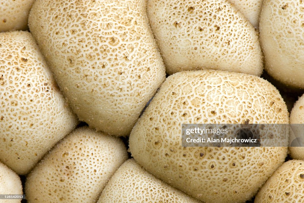 Closeup of Puffball cluster. Cassiar Mountains, British Columbia, Canada