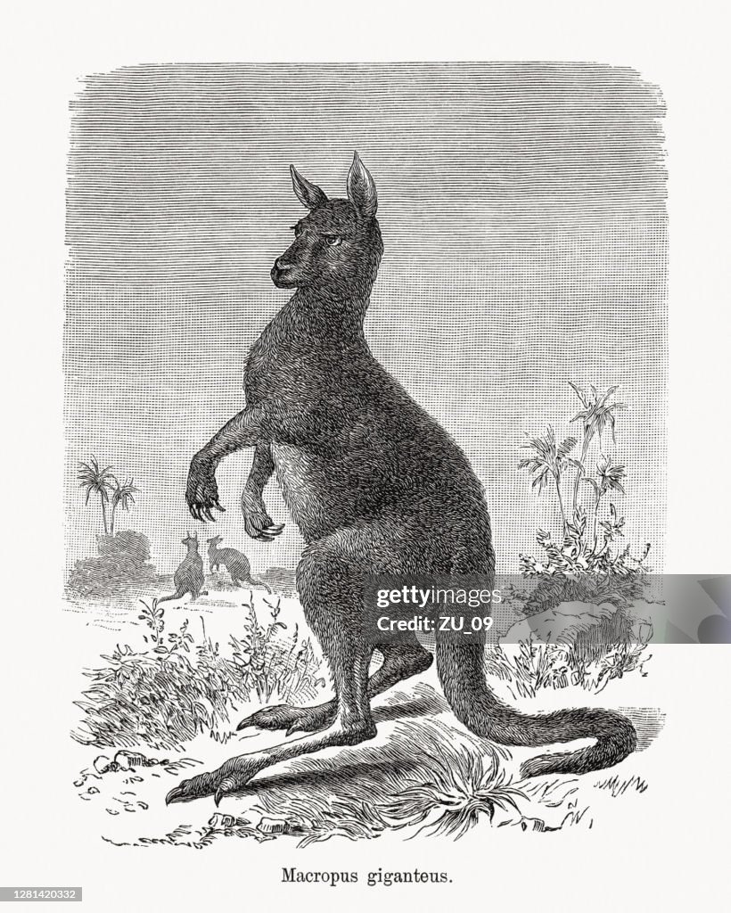 Eastern grey kangaroo (Macropus giganteus), wood engraving, published in 1893