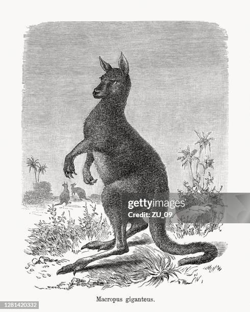 eastern grey kangaroo (macropus giganteus), wood engraving, published in 1893 - joey stock illustrations