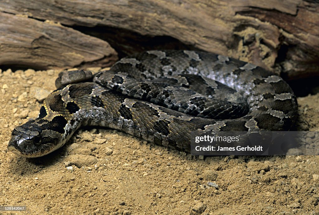 Eastern Hognose Snake, Heterodon platirhinos, Winona County, Minnesota, USA
