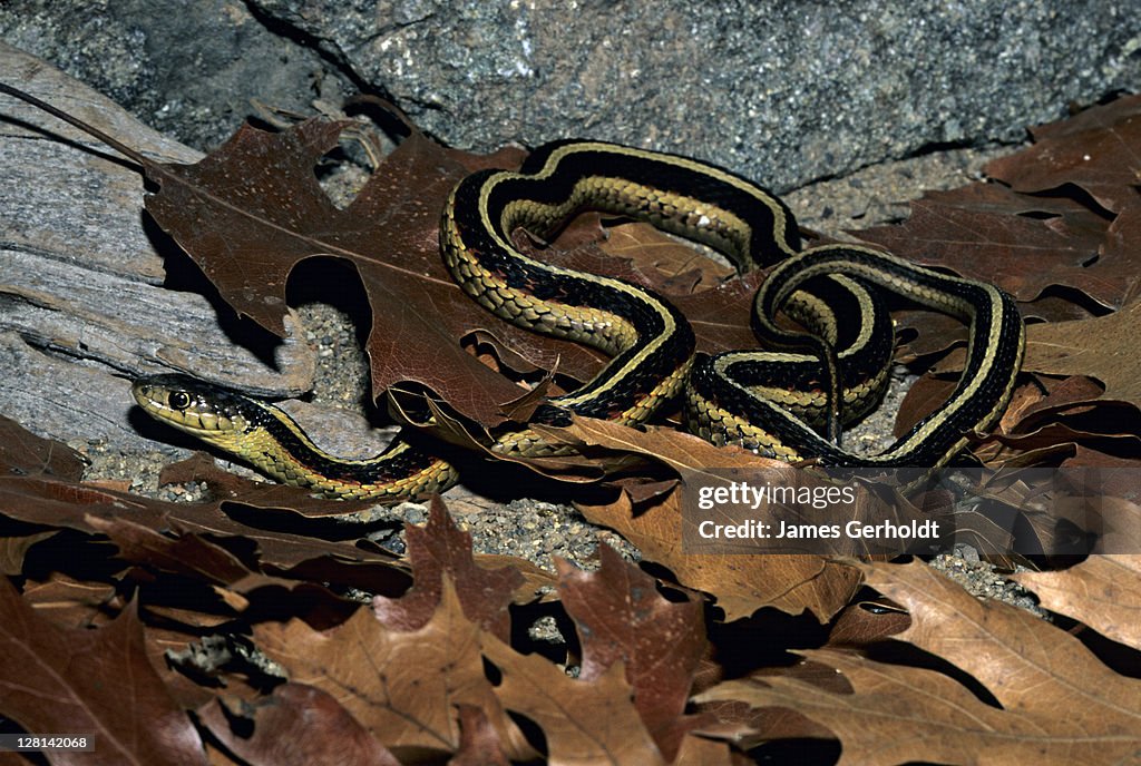 Red-sided Garter Snake, Thamnophis sirtalis parietalis, Rice County, Minnesota, USA