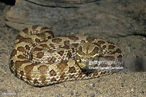 plains hognose snake, heterodon n. nasicus, minnesota, usa - hognose snake stock-fotos und bilder