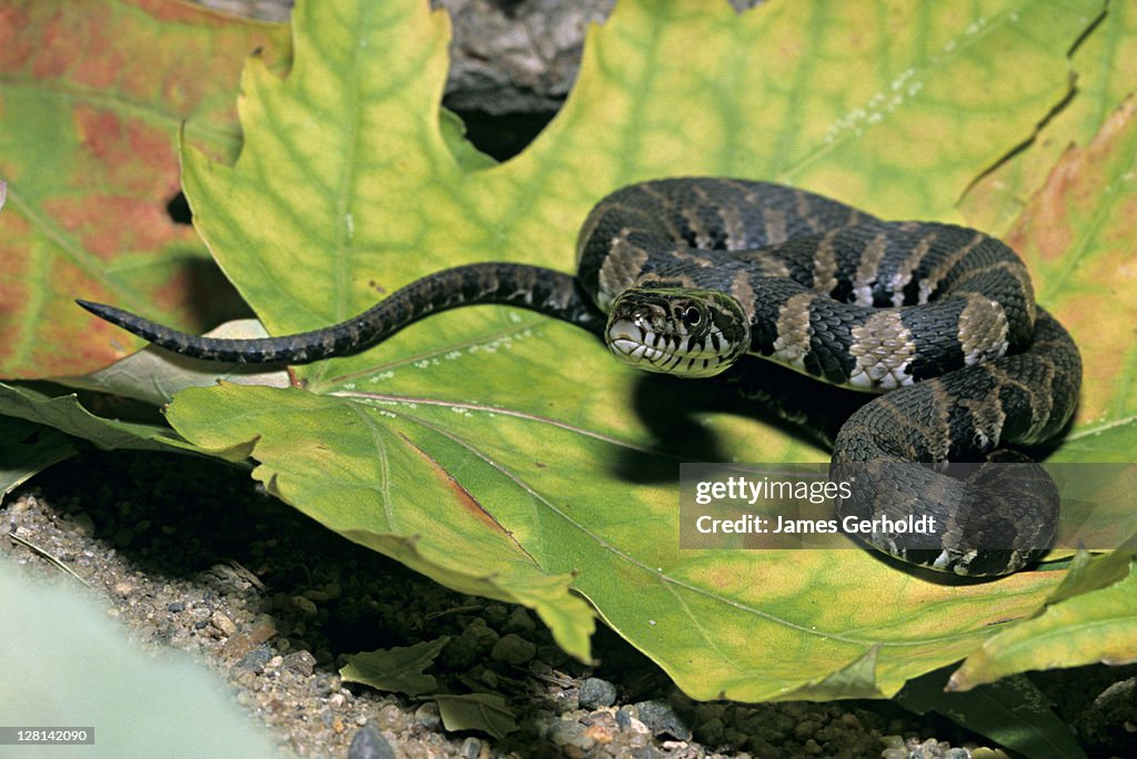 Juvenile Northern Water Snake, Nerodia s. sipedon, Dakota County, Minnesota, USA