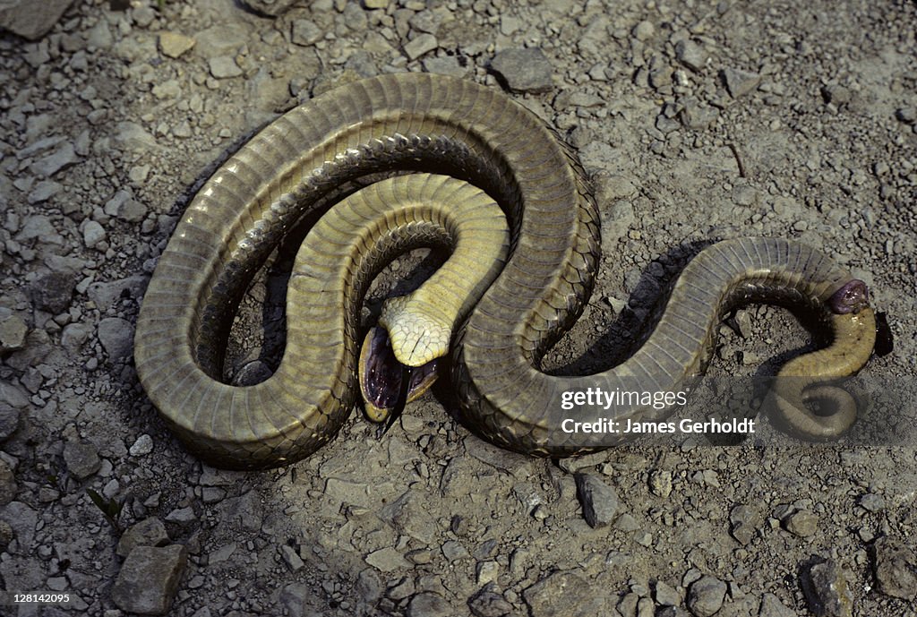 Eastern Hognose Snake, Heterodon platirhinos, playing dead, Wisconsin, USA