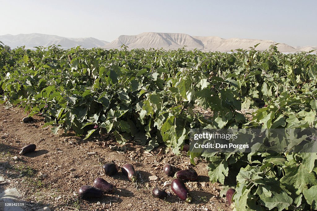 An eggplant field of Kibbutz Almog near Jericho north of the Dead Sea. Israel