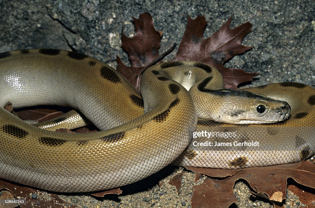 Patternless Burmese Python, Python molurus bivittatus, southeastern Asia