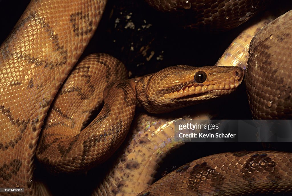 Annulated Boa, Corallus annulatus, Costa Rica