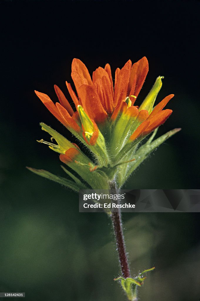 Indian Paintbrush blooming, Castilleja sp. Color of flower due to floral bracts