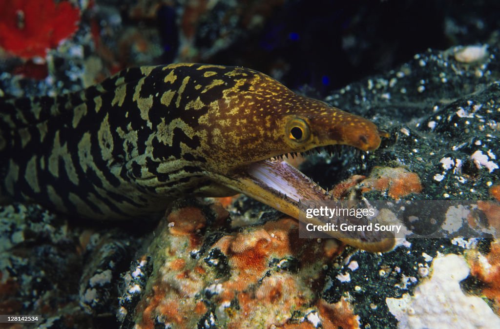 Fangtooth moray (Enchelycore anatina), Canary Islands, Atlantic Ocean