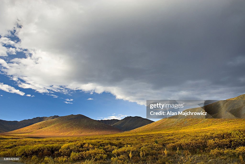 Tundra in the Ogilvie Mountains displaying vibrant autumn foliage, Tombstone Territorial Park, Yukon, Canada