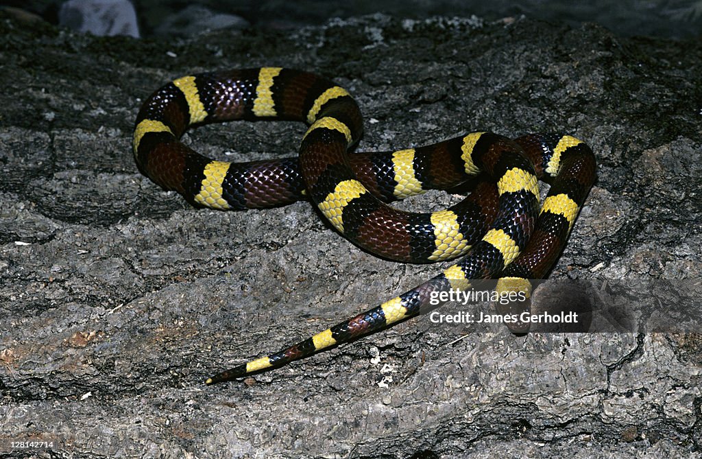 Scarlet Kingsnake, Lampropeltis triangulum elapsoides, southeastern USA