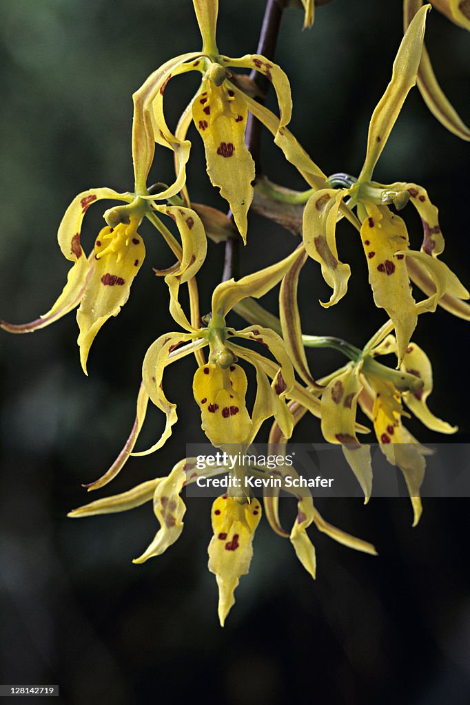 Wild orchid, Odontoglossum spp, Papallacta area, eastern Andes, Ecuador