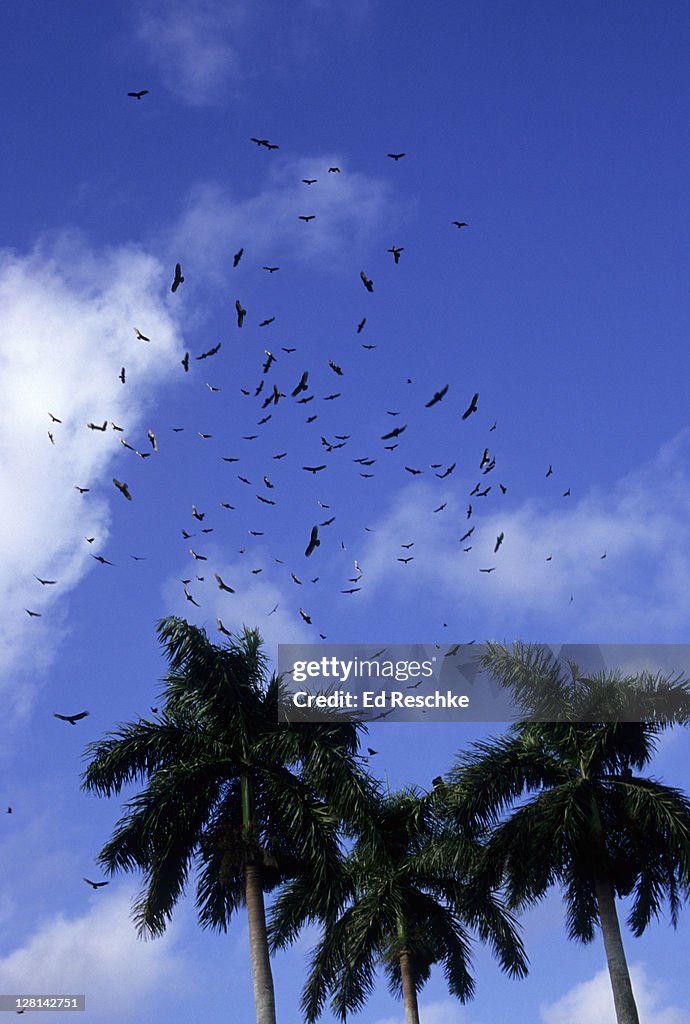 Black Vultures (Coragyps atratus) and Turkey Vultures (Cathartes aura) soaring in Everglades National Park. Anhinga Trail, Royal Palm Trees. Vultures feed chiefly on carrion and refuse. Florida. USA