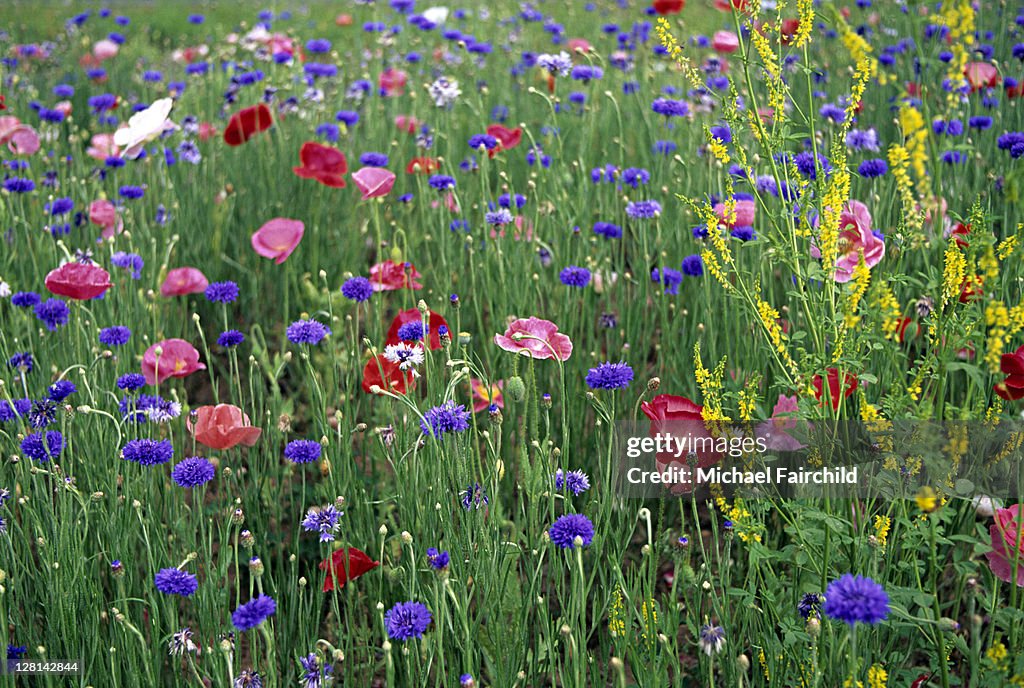 Poppies and wildflowers in meadow, Virginia, USA