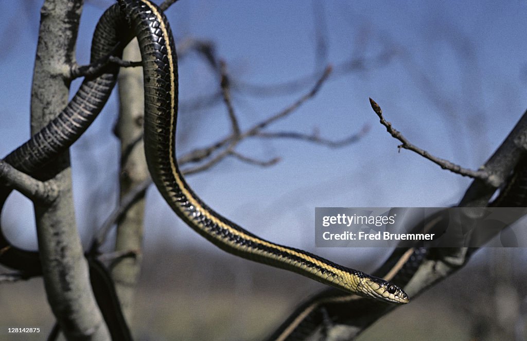 Red-sided Garter Snake in tree. Thamnophis sirtalis parietalis
