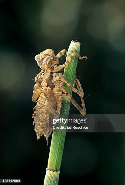 Insect Nymph Casing Empty Shell Casings Photos and Premium High Res Pictures - Getty Images