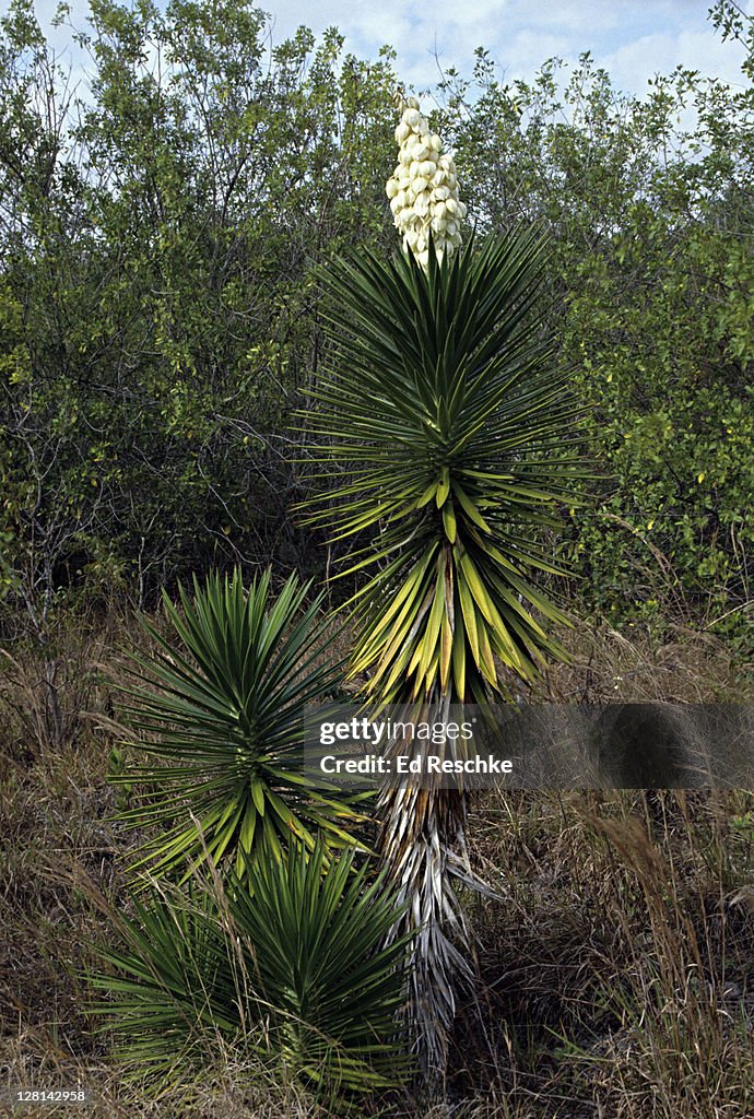 Yucca, Everglades National Park, Florida, USA