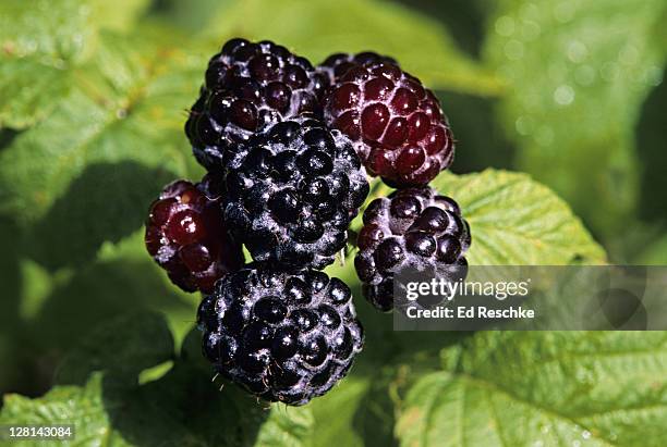 Raspberry Aggregation 19 Aggregate Fruit Stock Photos, High-Res Pictures, and Images - Getty ...