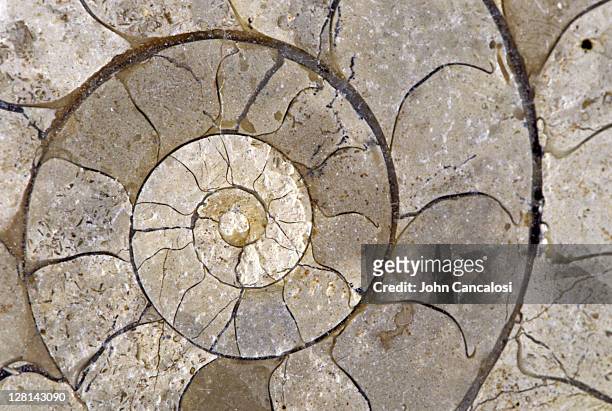 closeup of limestone fossil ammonite, jurassic period, somerset, england, uk - 2r2f stock pictures, royalty-free photos & images