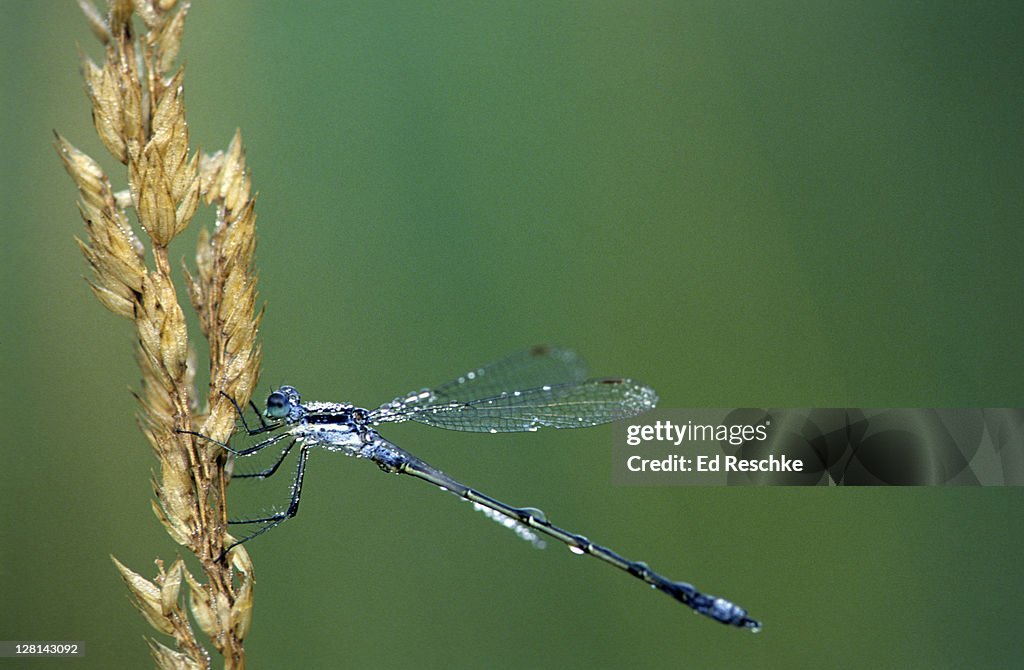 Damselfly covered with dew. Order: Odonata.