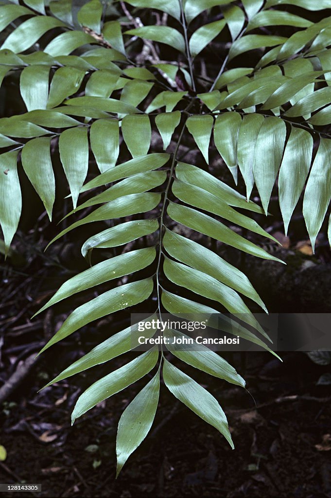 Fern fronds, Australia