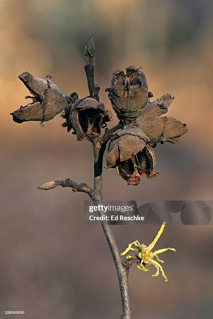 Witch Hazel, Hamamelis virginiana, flower and fruit; astringent found in leaves and bark; seeds expelled explosively