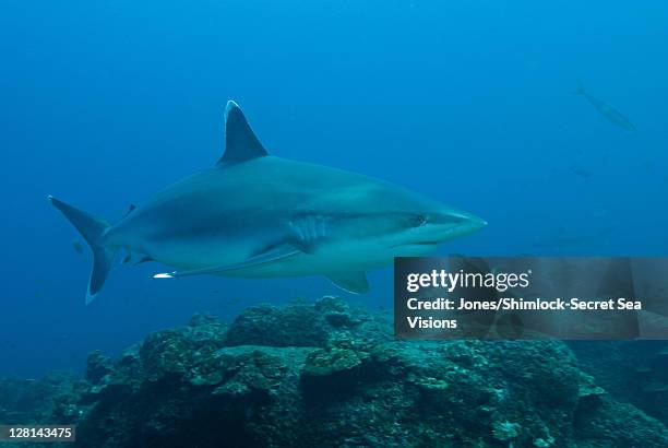 silvertip shark, carcharhinus albimarginatus, cocos island, costa rica. - cocos island costa rica fotografías e imágenes de stock