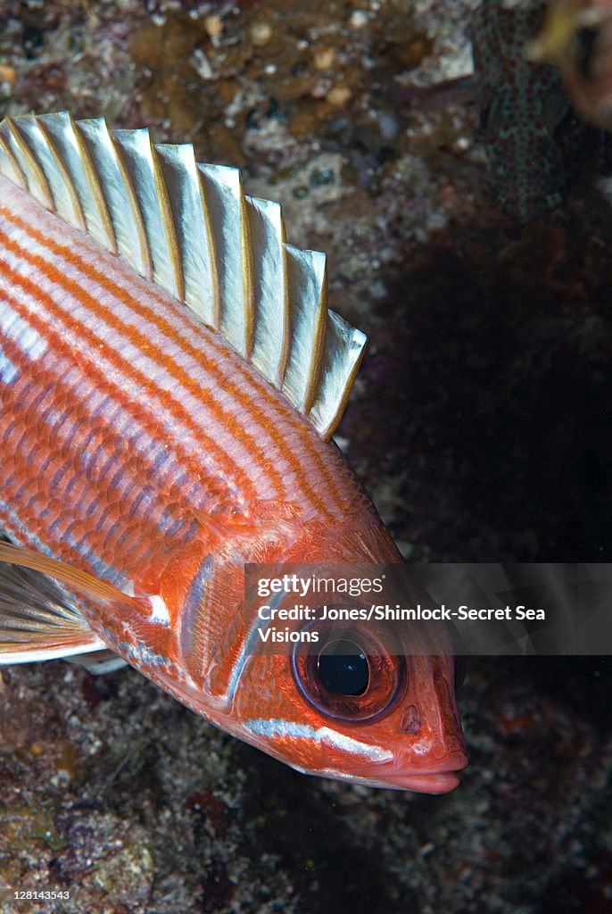 Squirrelfish, normally noctural (note: large eye) can be seen during the day sheltering in small caves or under ledges on the reef, Grand Cayman Island