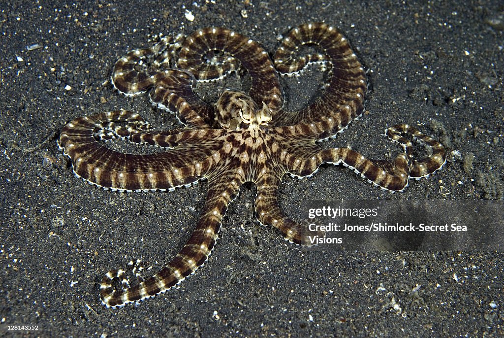 Mimic Octopus, Thaumoctopus mimicus, Lembeh Straits, Sulawesi Island, Indonesia. Spectacular, long armed, bottom dweller. Lives in sand or mud flats. Known to 'mimic' other forms of marinelife as it cruises through its habitat.