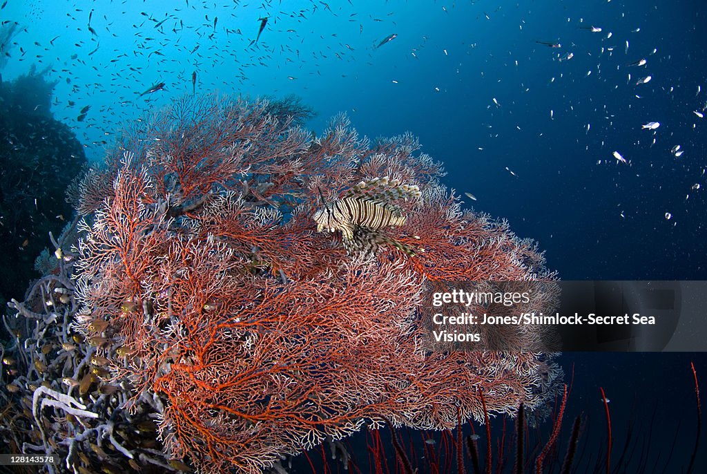 Reef Scenic with Lionfish and seafan, Fak-Fak, Pulau Semai, Papua, Indonesia