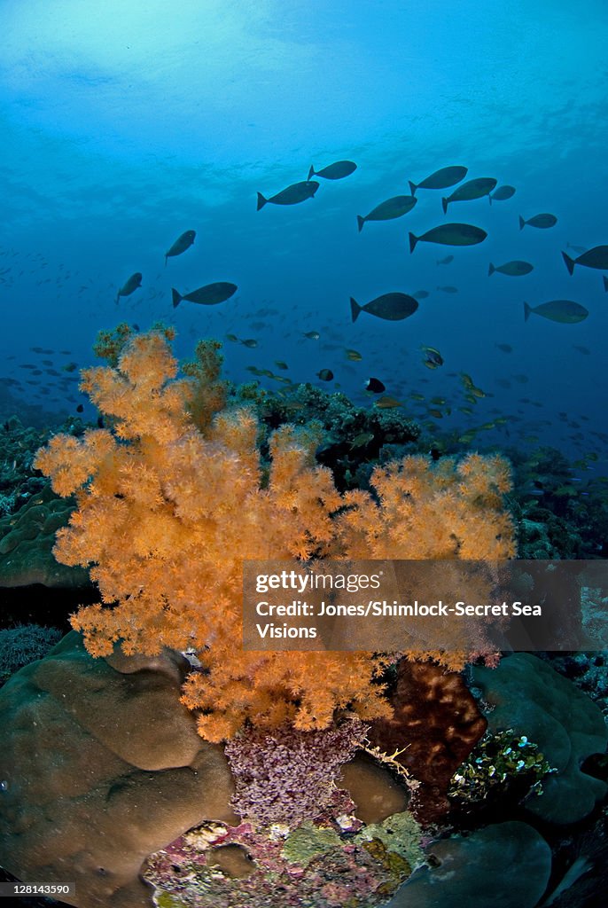 Reef Scenic with Soft 'Tree' Coral, Dendronepthya sp and Surgeonfish, Raja Ampat region, Papua, Indonesia