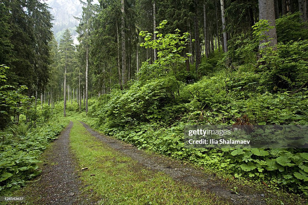 Path through alpine forest, Heidiland, Swiss Alps, Switzerland