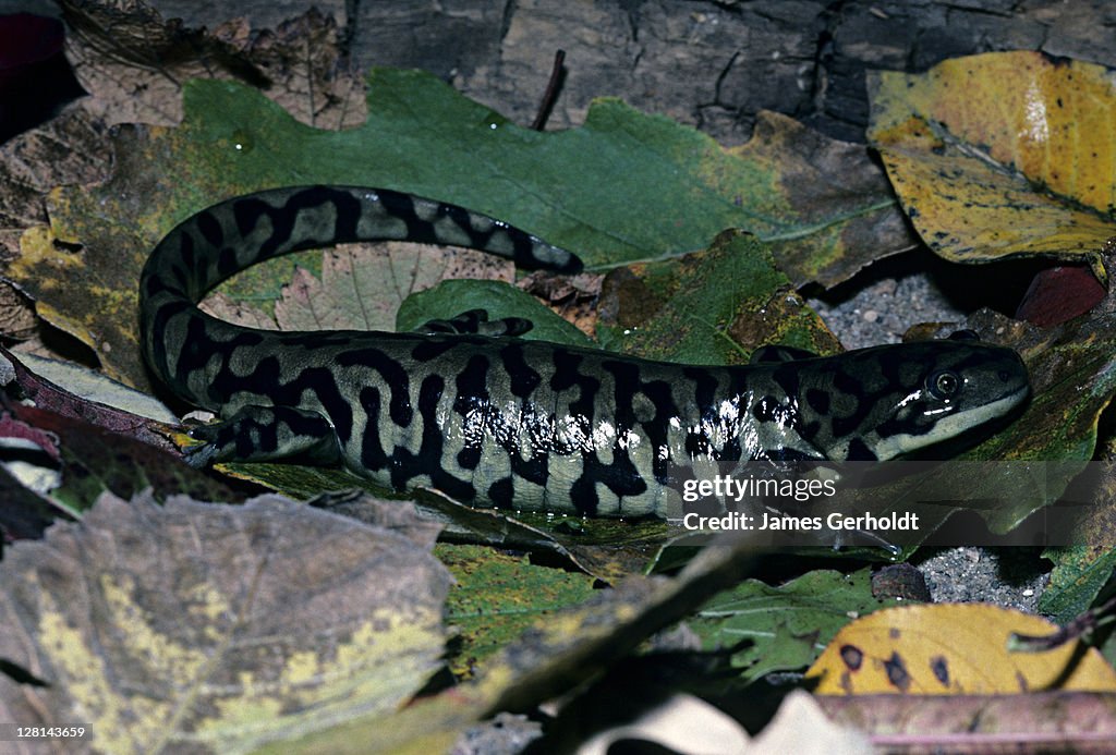Tiger Salamander, Ambystoma tigrinum, USA
