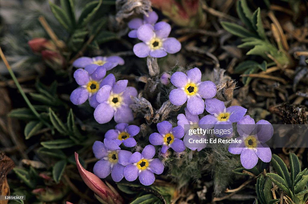 Alpine Forget-Me-Not, Eritrichium aretiodes, found in alpine tundras, circumpolar in arctic regions and Rocky Mountains