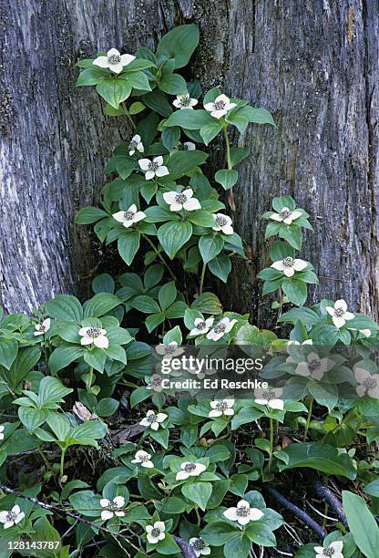 bunchberry, cornus canadensis. dogwood family. found in cool woods and damp openings. fruit is bright red berries - dogwood family imagens e fotografias de stock