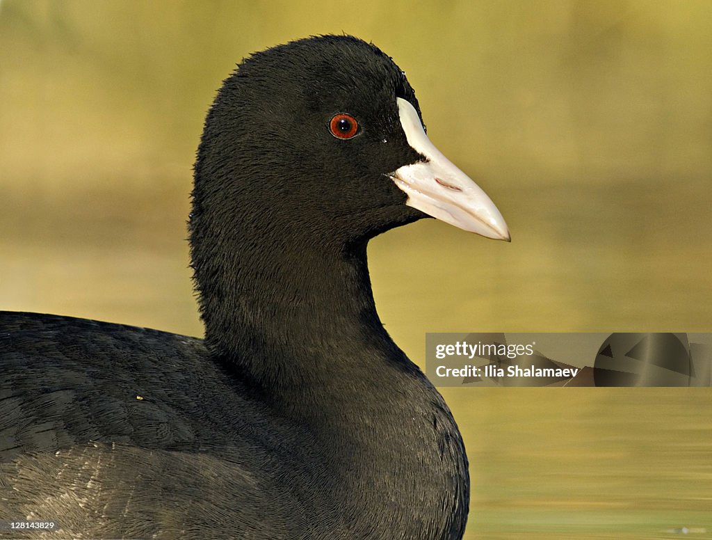 Closeup of Coot, Fulica atra. Central Israel