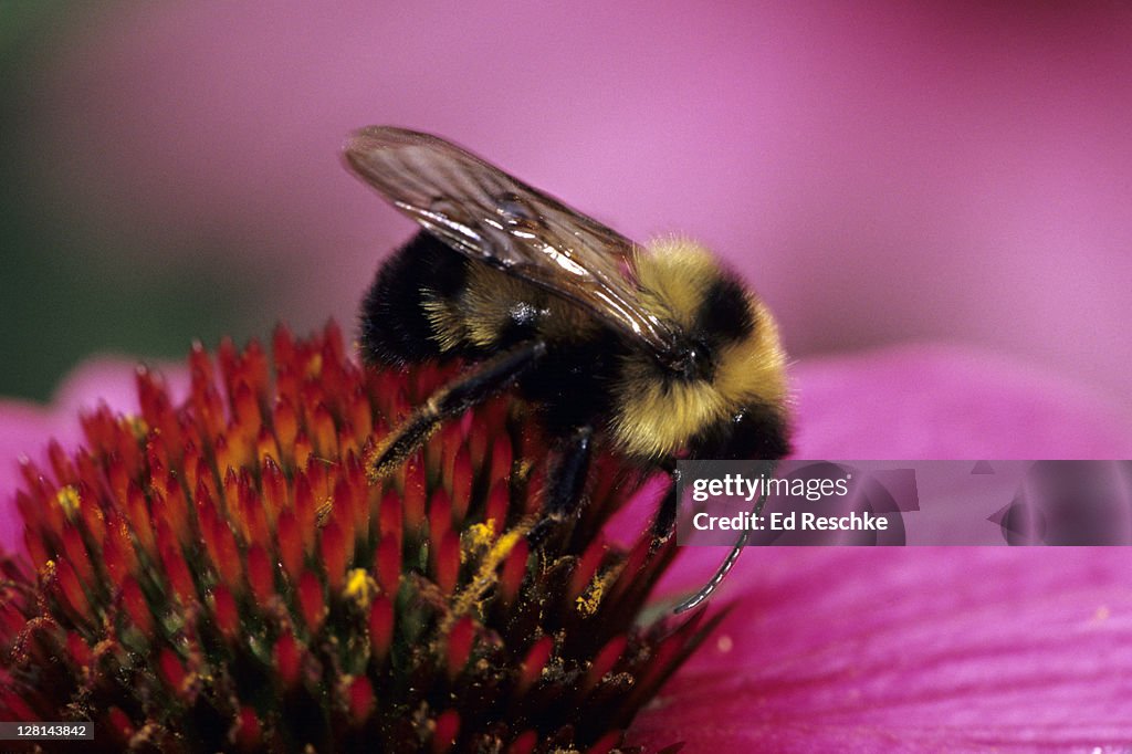 Closeup of Golden Northern Bumblebee, Bombus fervidus, on purple Coneflower, Michigan, USA