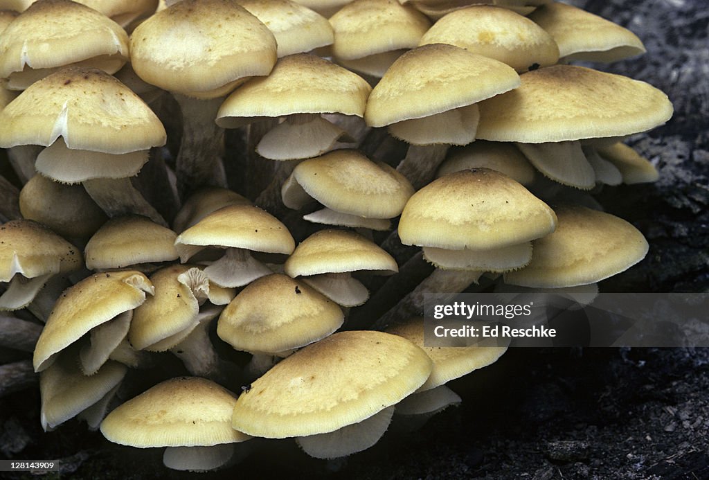 Edible Honey Mushrooms, Armillaria mellea