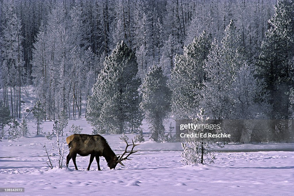 Male American Elk, Cervus canadensis, grazing in winter, Upper Geyser Basin, Yellowstone National Park. Wyoming, USA