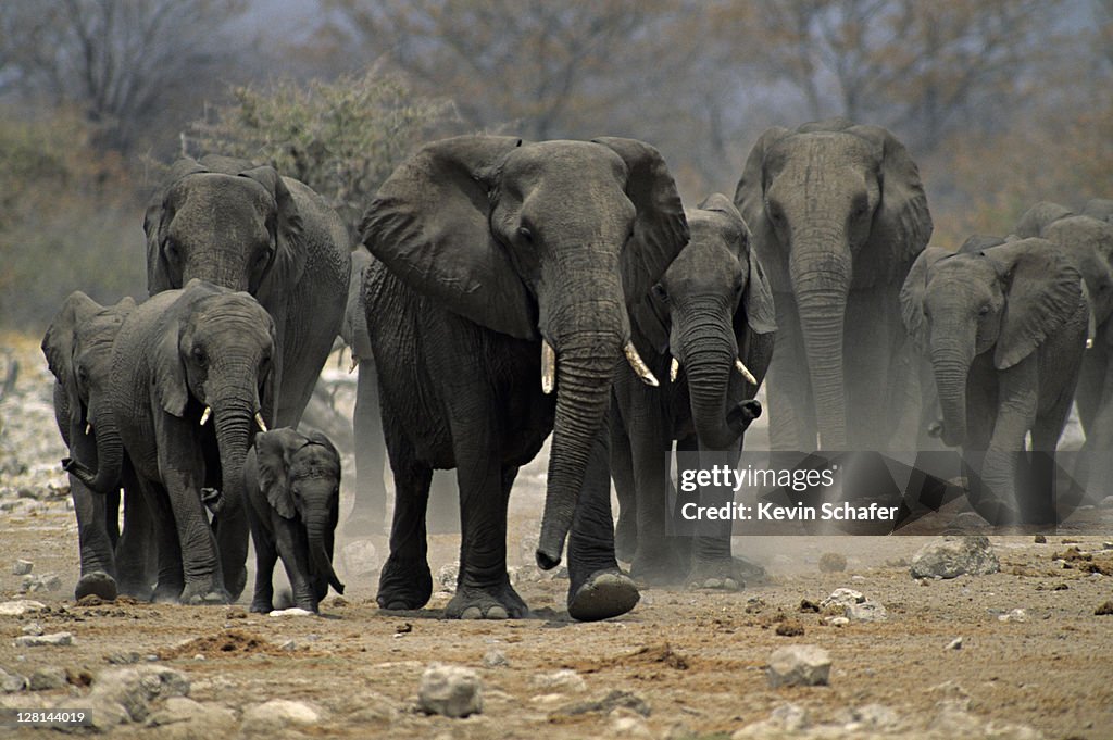 Herd of elephants going to watering hole, Etosha National Park, Namibia