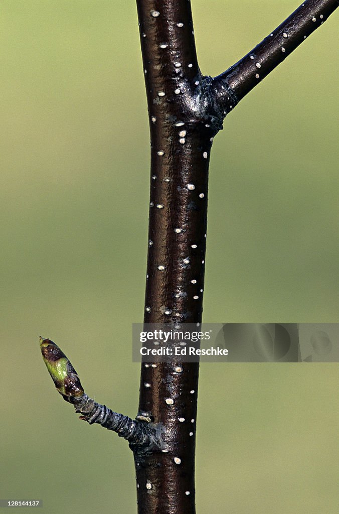 Lenticels (white specks) on Paper Birch twig, Betula papyrifera, permit gas exchange