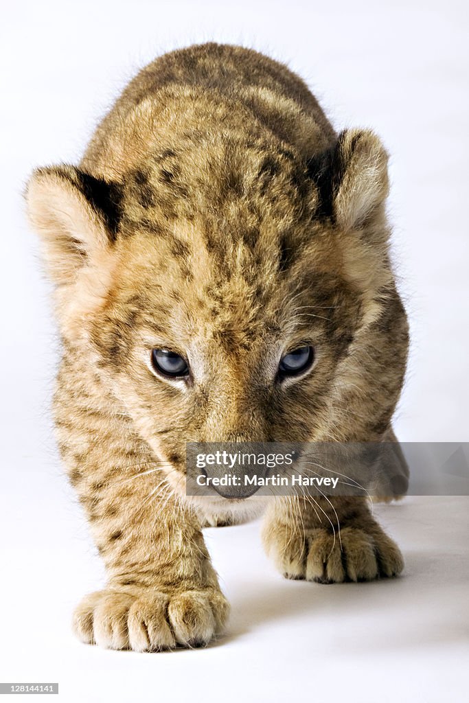 Lion (Panthera leo). Lion cub against white background. Studio shot. Dist. Sub-Saharan Africa.